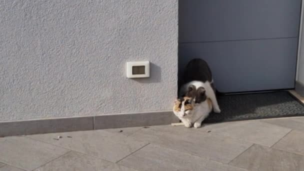 Los Gatos Reproducen Frente Puerta Una Casa Campo Soleado Día — Vídeo de stock