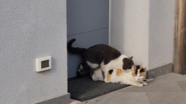 猫和家门口的背景紧密地交配 高质量的4K镜头 — 图库视频影像