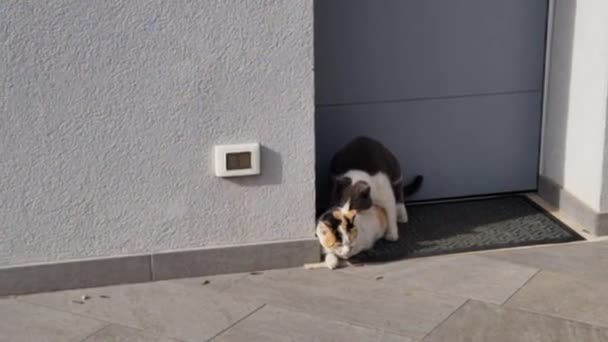 Huskatter Älskar Framför Dörren Till Ett Hus Landet Närbild Husdjur — Stockvideo