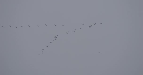 Awe Visão Inspiradora Bando Aves Migratórias Voando Formação Dia Nublado — Vídeo de Stock
