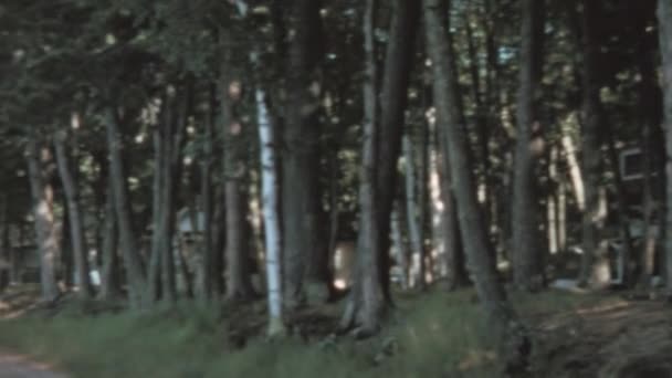Вид Реку Серене Окруженную Зелеными Деревьями Можно Увидеть Вокруг Бродят — стоковое видео