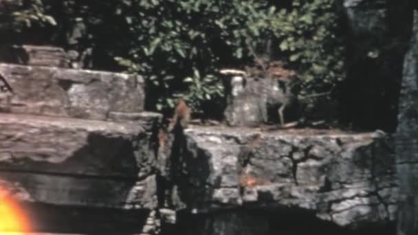 Ένας Μικρός Σκίουρος Πηδάει Από Ένα Κλαδί Στο Άλλο Ψάχνοντας — Αρχείο Βίντεο