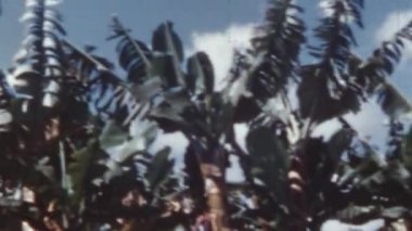 Güneşli bir günde vitaminli meyvelerle dolu muz ağacı fidanlığı. Tenerife Kanarya Adaları 1950 'lerin Arşiv Videosu Altından Süper 8 Efekti. 