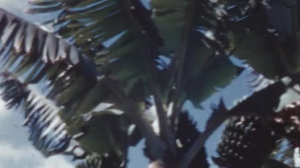 在特内里费靠近提德火山的地方 香蕉树叶紧贴在树上 20世纪50年代阳光炎热的日子 在自然公园里迎风吹来 香蕉果实丰满的自然健康栽培 — 图库视频影像
