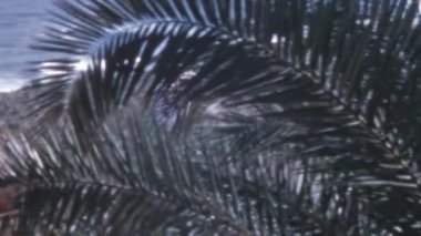 Palm Tree ve Ocean Waves 'li Gran Canaria Sahili. 1950 'lerin Vintage Görüntüsü. Rahatlatıcı Yaz Rüzgarlı Gün. 