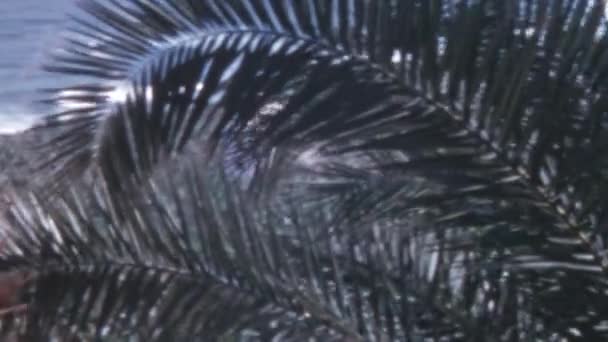 大加那利群岛海滩 有棕榈树和海浪 20世纪50年代的老式影像 放松夏日风和日丽 — 图库视频影像