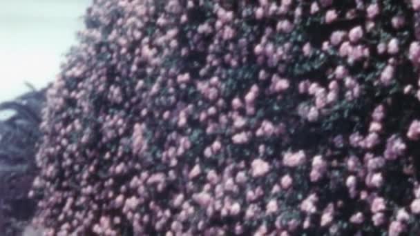 Hermosas Flores Púrpuras Floreciendo Una Pared Gran Canaria Filmación Vintage — Vídeos de Stock