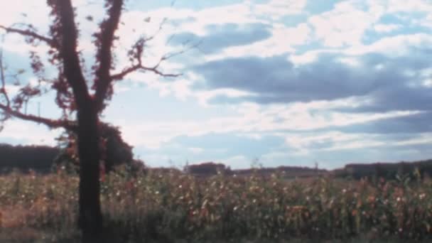 風に揺れる作物と小麦畑の景色は メリーランド州ボルティモアの田舎の牧歌的な美しさを示しています 樹は劇的な曇天に対して背が高い 1960年のアーカイブ映像 — ストック動画
