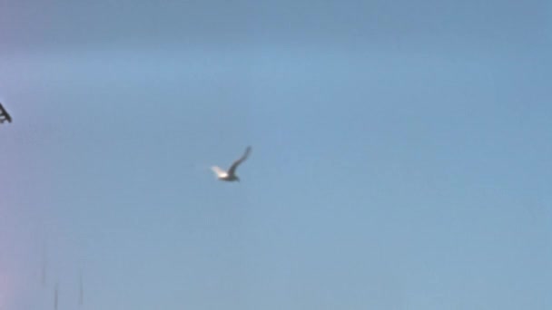スーパー8Mmエフェクトで1960年代のスーパー8Mmのアーカイブビデオでブルースカイで飛ぶバード 高品質のフルHd映像 — ストック動画