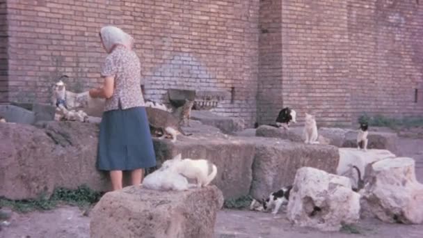 被在户外等待被喂食的猫包围的女人 背景是砖楼和岩石 1960年代罗马古代文学 — 图库视频影像