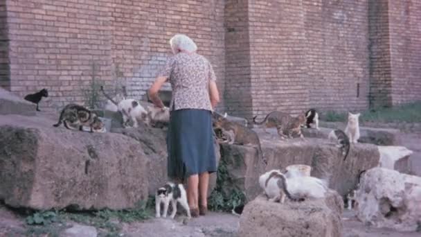 Γυναίκα Νοιάζεται Για Άστεγα Ζώα Και Τους Φέρνει Φαγητό Πράξη — Αρχείο Βίντεο
