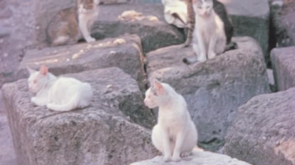 在罗马的一个公园里 在废墟中休息的流浪猫唤起了一种和平与宁静的感觉 城市陷入历史和流浪猫的存在之中 增加了一种永恒和神秘的感觉 1960年代罗马形象 — 图库视频影像