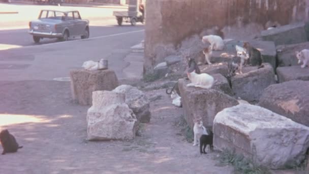 Είναι Σύνηθες Βλέπεις Γάτες Στους Δρόμους Της Πόλης Γάτες Μπορεί — Αρχείο Βίντεο