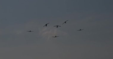 Pula Hırvatistan 23 Mart 2024: Parlak Jetler Atmosferden Kayıyor. Zorlu Eğitim ve Uzmanlıklarına Ahit. Hırvat Hava Kuvvetleri Akrobatik Takımı Krila Oluje 'den Pilatus PC-9.