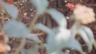 1960 'ların klasik film etkisine sahip bir ağaç dalındaki beyaz çiçeğin bulanık görüntüsü. Yumuşak odak, görüntüye rüya gibi ve nostaljik bir his katıyor. Arşiv görüntüleri.