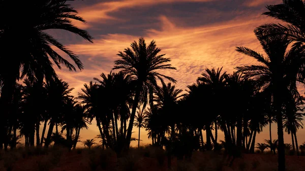 Sunset Forest Palm Trees Background — Stock Photo, Image