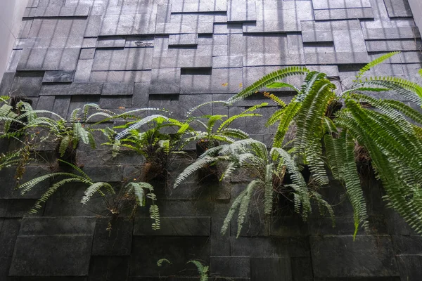 Листья Папоротника Растут Каменной Стене — стоковое фото