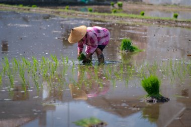 10 Şubat 2023, Yogyakarta 'da yağmur mevsiminde tarlaya pirinç eken Asyalı kadın.