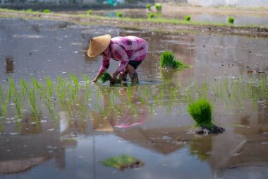 10 Şubat 2023, Yogyakarta 'da yağmur mevsiminde tarlaya pirinç eken Asyalı kadın.