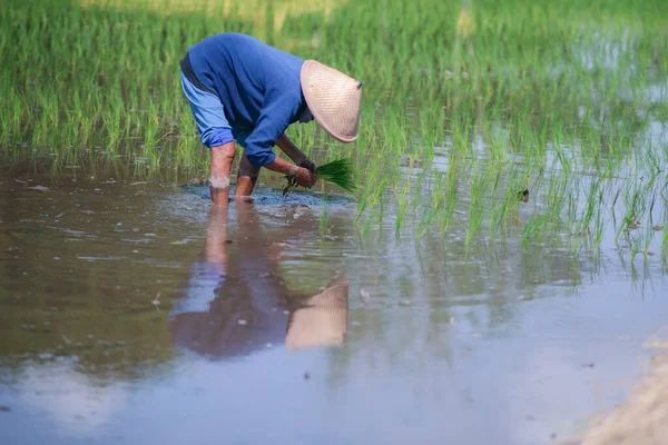 Aziatische Vrouw Die Rijst Plant Het Veld Tijdens Regenseizoen Yogyakarta — Stockfoto
