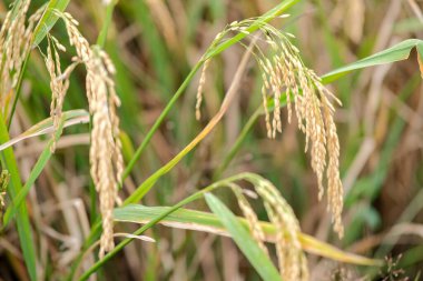 Tarladaki pirinç bitkisinin yakın çekimi, hasat için hazır.
