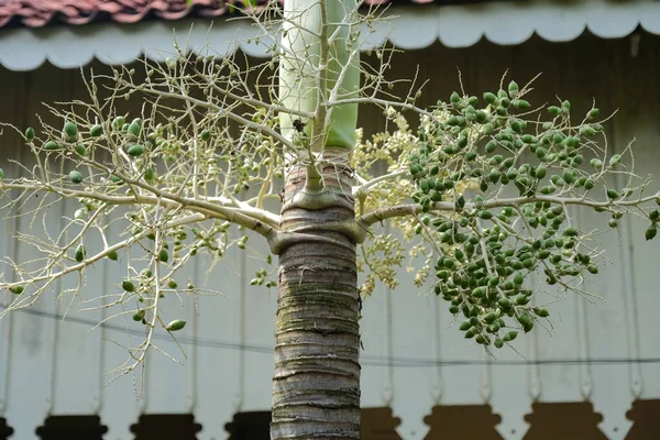 Kertben Virágzó Fiatal Trópusi Pálmafélék — Stock Fotó