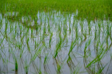 Yağmur mevsiminde yeni ekilmiş pirinç tarlaları suyla doludur.