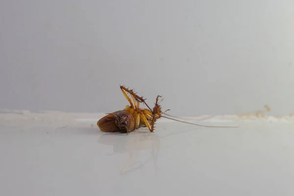 Умирающий Таракан Лежит Мертвый Полу Комнаты — стоковое фото