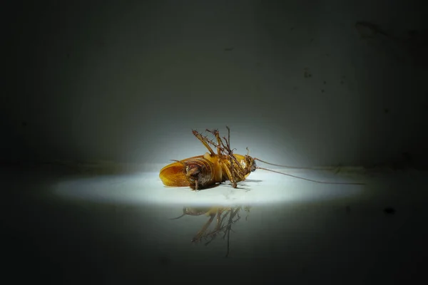 在黑暗中被发现躺在聚光灯下的肮脏的蟑螂 — 图库照片