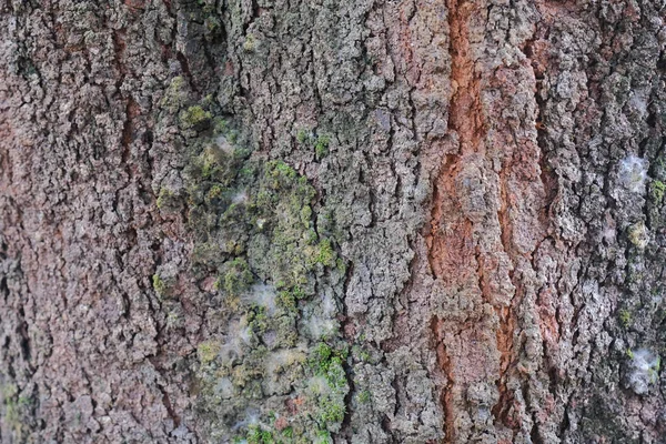 在亚洲 在雨季 用苔藓覆盖的老板岩树皮 — 图库照片