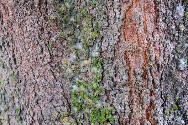 Παλαιό Δέρμα Δέντρου Banyan Καλύπτεται Βρύα Κατά Διάρκεια Της Υγρής — Φωτογραφία Αρχείου