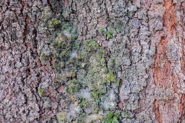 Asya Yağmur Mevsiminde Yosun Kaplı Eski Banyan Ağacı Derisi — Stok fotoğraf