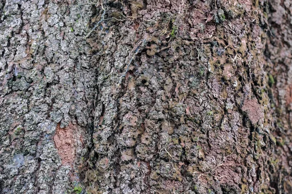 亚洲一种老板岩树皮的结构 — 图库照片