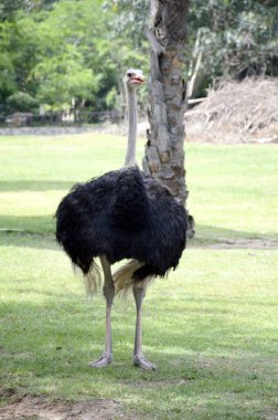 Parktaki devekuşunu kapat.