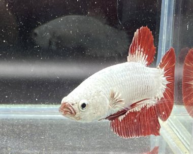 Betta Balık Akvaryum