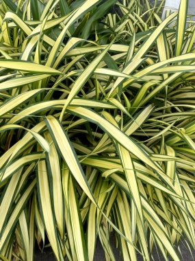 Beyaz Çizgili Pandanus doğa bahçesinde