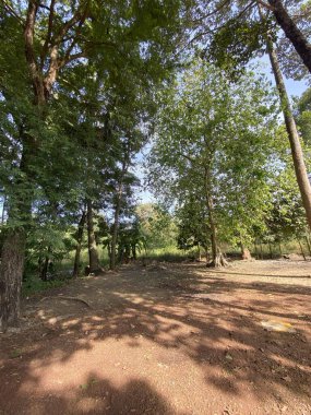 Chonburi Tayland 'daki ormanın güzel manzarası.