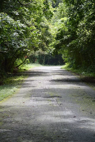 stock image a road through the forest in spring.at Chonburi thailand