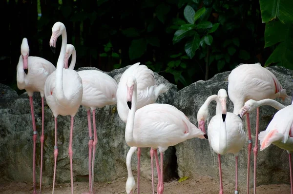 Flamingos Jardim Natre — Fotografia de Stock