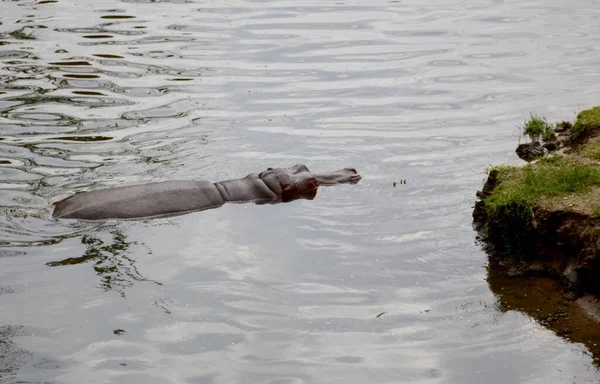 Cerca Hipopótamo Agua — Foto de Stock