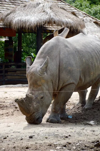 Primer Plano Rinoceronte Jardín —  Fotos de Stock