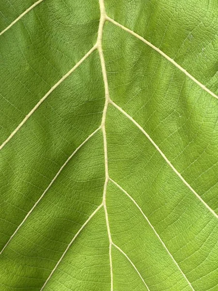 Green Teak Leaf Texture Background —  Fotos de Stock