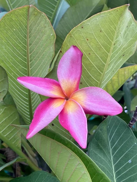 Flor Plumeria Rosa Jardim — Fotografia de Stock