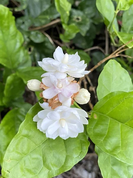 Λευκά Άνθη Γιασεμιού Στον Κήπο — Φωτογραφία Αρχείου