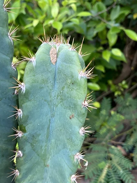 Close Cactus Garden — Stock Photo, Image