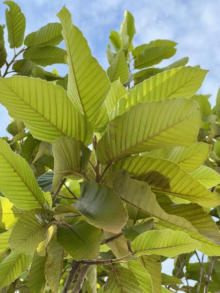 Grüne Blätter Eines Baumes Garten Von Dipterocarpus Alatus — Stockfoto