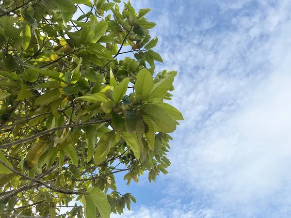 stock image green Dipterocarpus alatus leaves of a tree in the garden