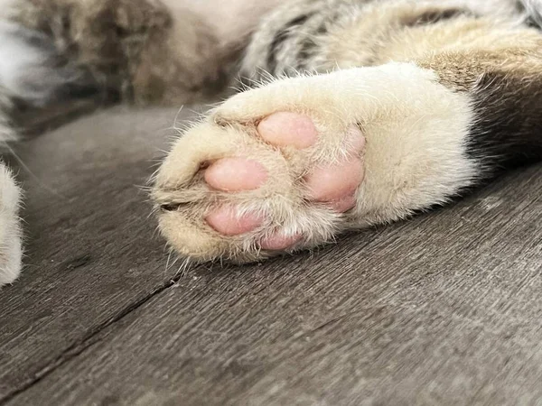 Fuß Einer Niedlichen Katze Die Auf Dem Boden Schläft — Stockfoto