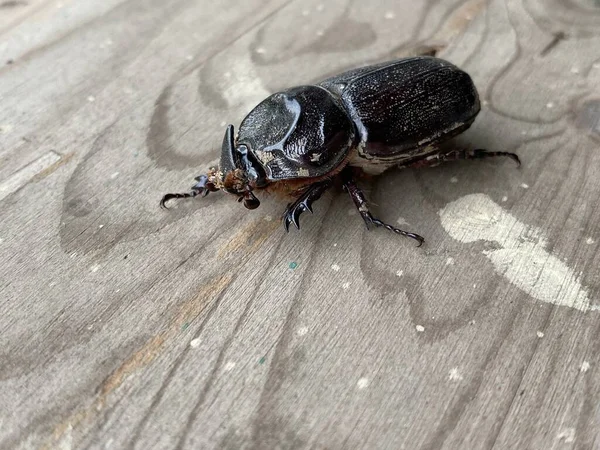 Käfer Auf Einem Hölzernen Hintergrund — Stockfoto