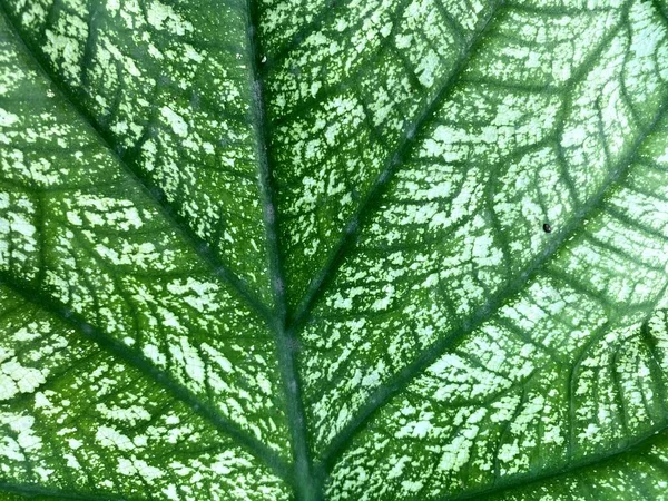 Зеленый Лист Каладия Текстура Фон Крупным Планом — стоковое фото